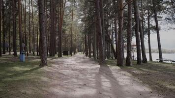 Empty forest road background summer traffic in the park 4k video