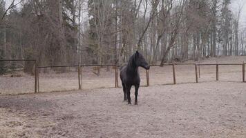 solitaire noir cheval dans un enceinte video