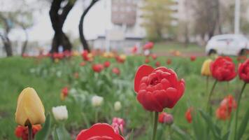 rojo tulipanes antecedentes abstracción 4k video