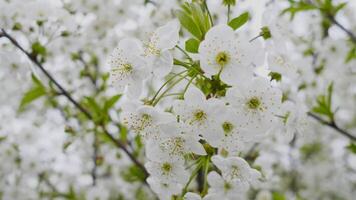 blomning äpple träd gren bakgrund abstraktion 4k video