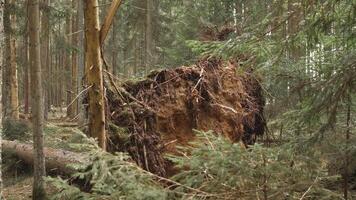 en fallen träd i de skog efter en orkan 4k video