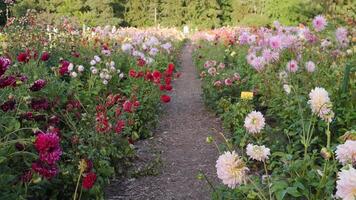 botánico jardín en verano campo de vistoso flores video