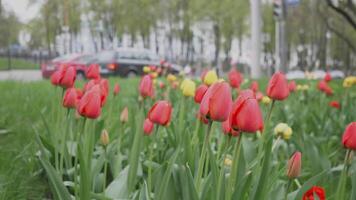 rouge tulipes Contexte abstraction 4k video