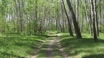 Movement along a forest road among birches in summer background video