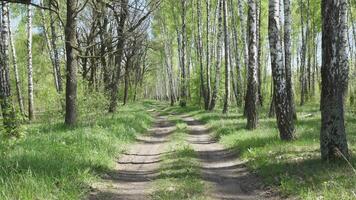 rörelse längs en skog väg bland björkar i sommar bakgrund video