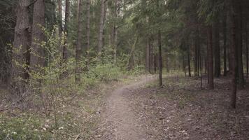 leeren Wald Pfad Hintergrund Bewegung 4k video