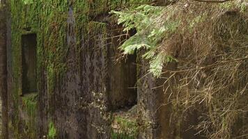 Part of a concrete Soviet firing point in the forest video