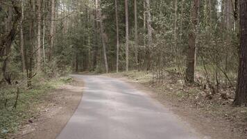 asfalto la carretera en el bosque 4k video