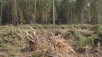 Deforestation of spruce forest 4k video
