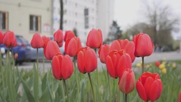 rojo tulipanes antecedentes abstracción 4k video