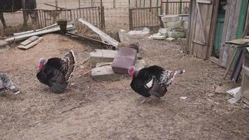 breeding turkeys in a Russian village 4k video