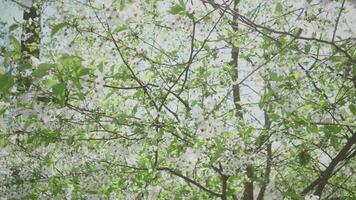 ciliegia fiori albero sfondo 4k video