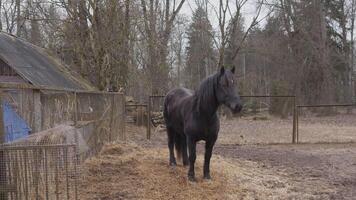 Lonely black horse in an enclosure video