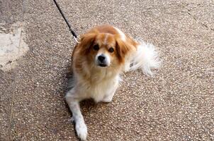 A dog on a walk in a city park on the shores of the Mediterranean Sea. photo