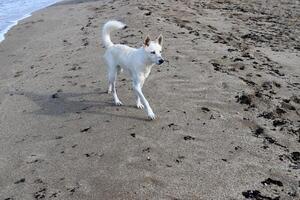 A dog on a walk in a city park on the shores of the Mediterranean Sea. photo