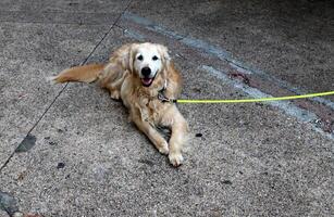 A dog on a walk in a city park on the shores of the Mediterranean Sea. photo