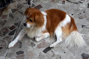 A dog on a walk in a city park on the shores of the Mediterranean Sea. photo