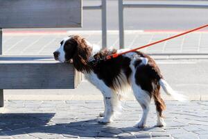 A dog on a walk in a city park on the shores of the Mediterranean Sea. photo