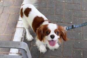 A dog on a walk in a city park on the shores of the Mediterranean Sea. photo