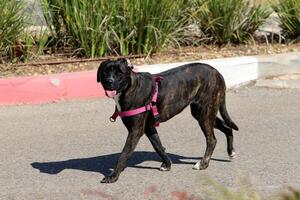 un perro en un caminar en un ciudad parque en el costas de el Mediterráneo mar. foto