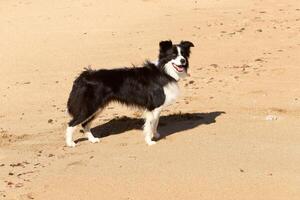 un perro en un caminar en un ciudad parque en el costas de el Mediterráneo mar. foto