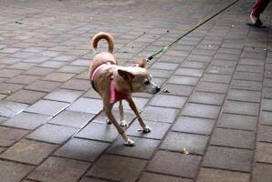 A dog on a walk in a city park on the shores of the Mediterranean Sea. photo