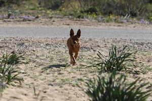 un perro en un caminar en un ciudad parque en el costas de el Mediterráneo mar. foto