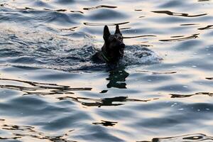 A dog on a walk in a city park on the shores of the Mediterranean Sea. photo