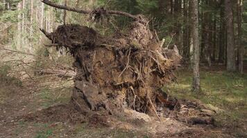 uma caído árvore dentro a floresta depois de uma furacão 4k video