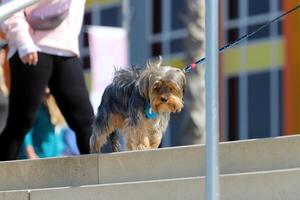 A dog on a walk in a city park on the shores of the Mediterranean Sea. photo