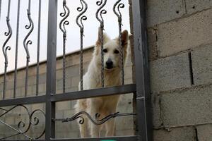 A dog on a walk in a city park on the shores of the Mediterranean Sea. photo