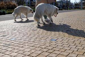 A dog on a walk in a city park on the shores of the Mediterranean Sea. photo