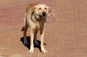 A dog on a walk in a city park on the shores of the Mediterranean Sea. photo