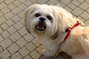 A dog on a walk in a city park on the shores of the Mediterranean Sea. photo