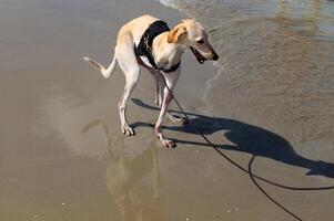 A dog on a walk in a city park on the shores of the Mediterranean Sea. photo