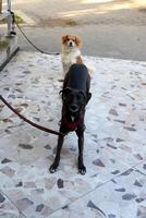 A dog on a walk in a city park on the shores of the Mediterranean Sea. photo