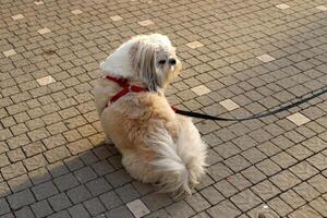 un perro en un caminar en un ciudad parque en el costas de el Mediterráneo mar. foto