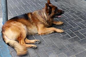 A dog on a walk in a city park on the shores of the Mediterranean Sea. photo