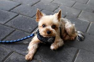 un perro en un caminar en un ciudad parque en el costas de el Mediterráneo mar. foto