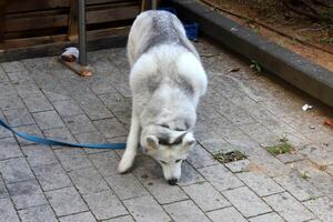 A dog on a walk in a city park on the shores of the Mediterranean Sea. photo