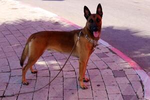 A dog on a walk in a city park on the shores of the Mediterranean Sea. photo