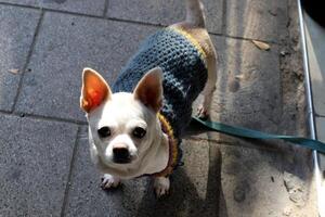 A dog on a walk in a city park on the shores of the Mediterranean Sea. photo