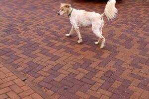 A dog on a walk in a city park on the shores of the Mediterranean Sea. photo