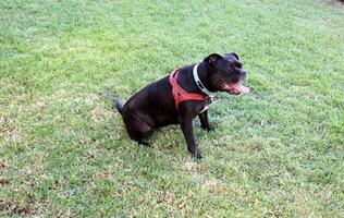 A dog on a walk in a city park on the shores of the Mediterranean Sea. photo