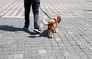 A dog on a walk in a city park on the shores of the Mediterranean Sea. photo