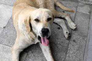 A dog on a walk in a city park on the shores of the Mediterranean Sea. photo