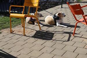 A dog on a walk in a city park on the shores of the Mediterranean Sea. photo