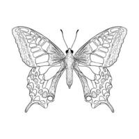 Hand drawn butterfly vector