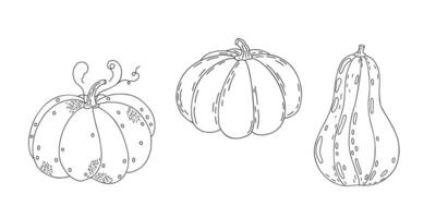 Pumpkins set hand drawn outline doodle illustration vegetable for seasonal autumn holidays celebration design, healthy vegetarian diet, Thanksgiving, Halloween clipart vector