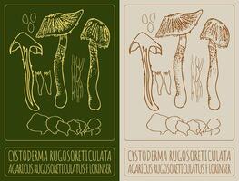 Drawing CYSTODERMA RUGOSORETICULATA. Hand drawn illustration. The Latin name is AGARICUS RUGOSORETICULATUS F LORINSER. vector